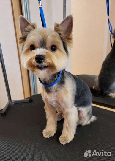 Стрижка собак и кошек в Самаре. Груминг