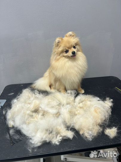 Услуги грумера