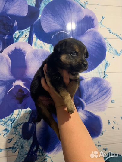 Щенки бесплатно