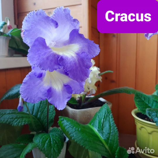 Стрептокарпусы