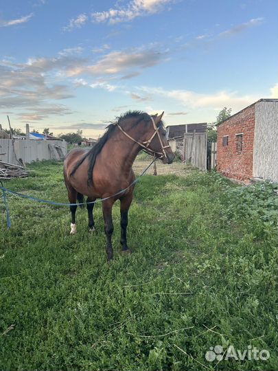 Продается жеребец