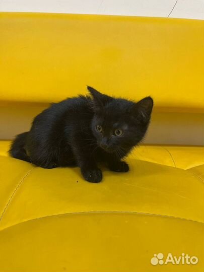 Котенок в дар