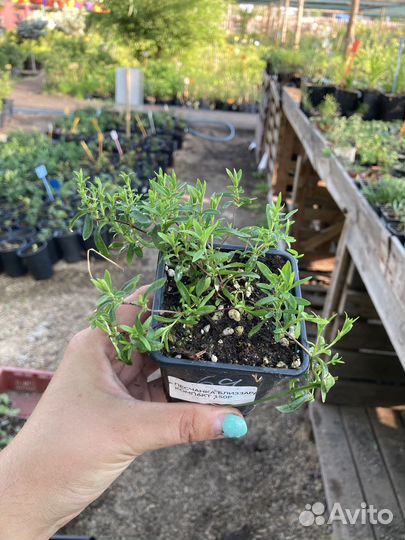 Гвоздика травянка из питомника растений