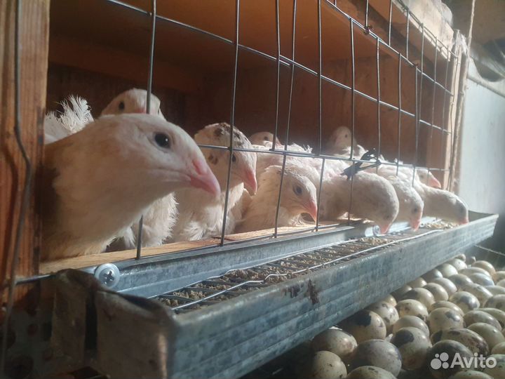 Перепёлки несушки