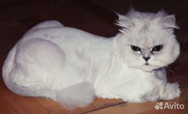 Груминг стрижка кошек и котов в Марьино