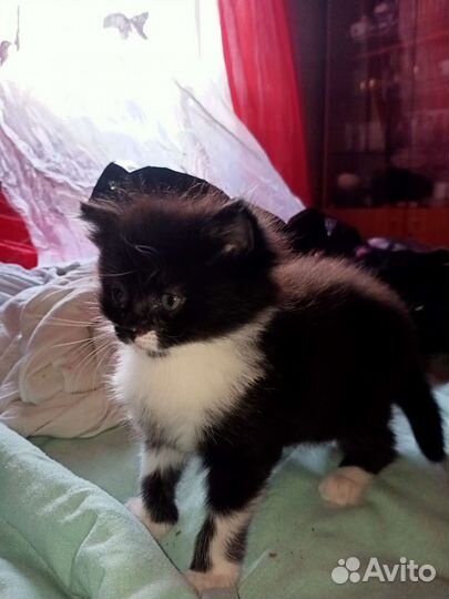 Котята мейн-кун