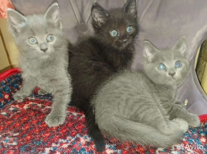 Котята в добрые руки