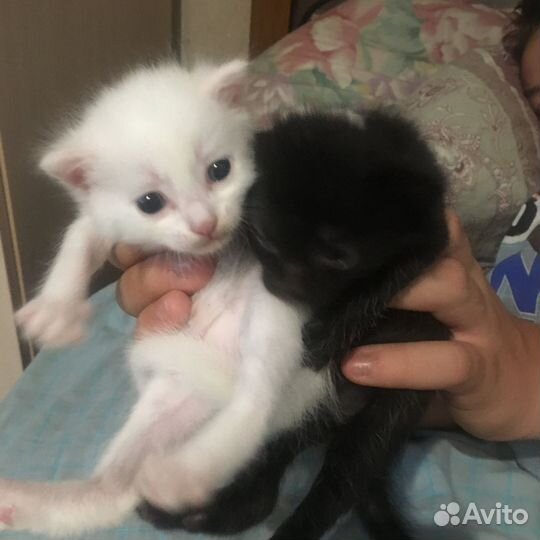 Кошки породистые бесплатно