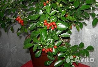 Мурайя, гинкго билоба, азимина, лимонник. унаби