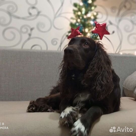 Русский спаниель вязка