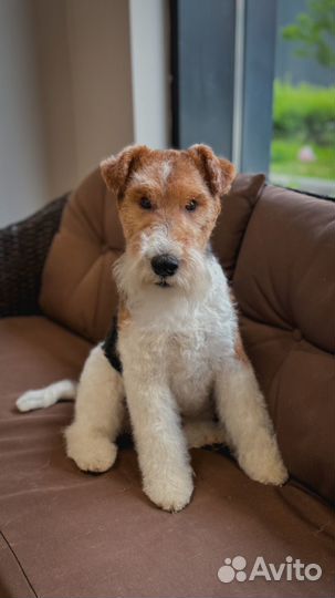 Груминг бесплатно