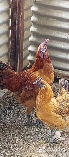 Лакеданзи петух