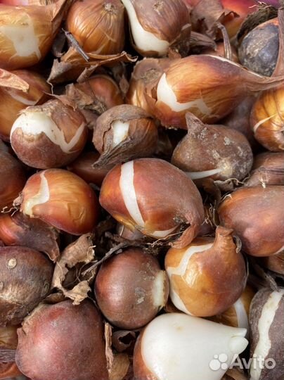 Тюльпаны луковицы