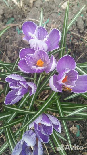Крокусы