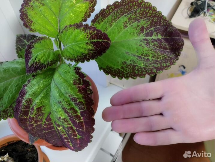 Цветы комнатные