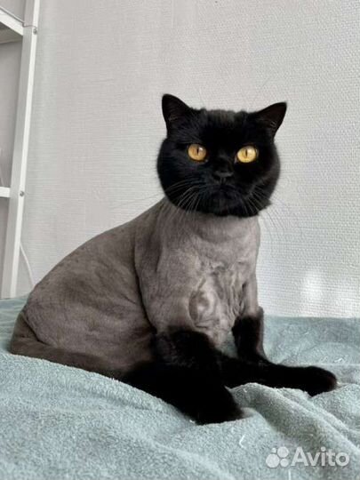 Стрижка кошек и собак