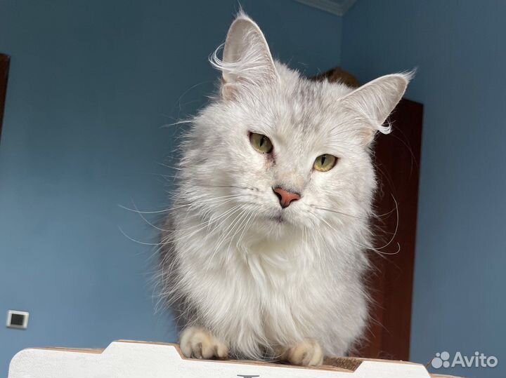 Мейн кун кошка