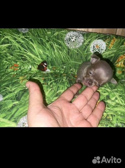 Микро чихва хва