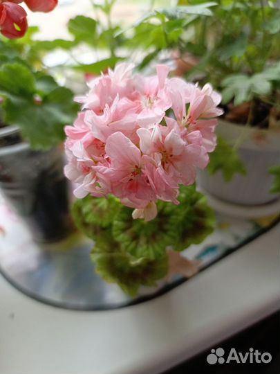 Пеларгония герань