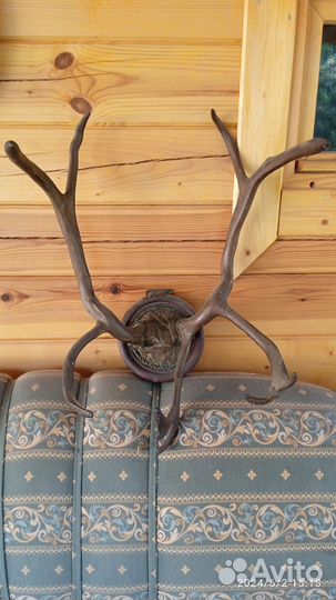 Оленьи рога