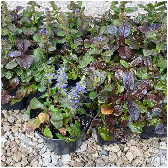 Живучка ползучая, саженцы, зкс