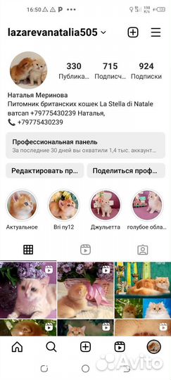 Брит. Золотая шиншилла, прямые носители су