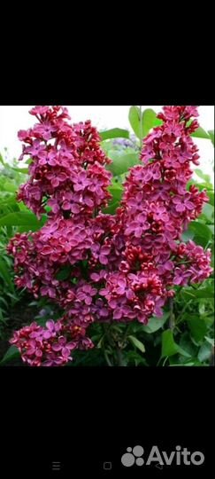 Продам саженцы сирени