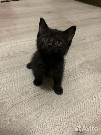 Котята сфинкса черного окраса