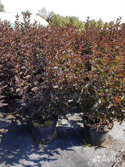 Пузыреплодник калинолистный Леди ин ред