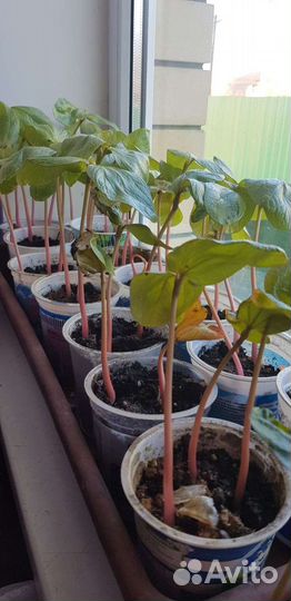 Семена клещевины