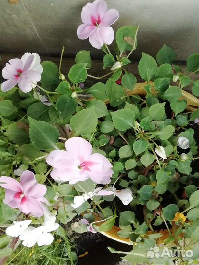 Бальзамины