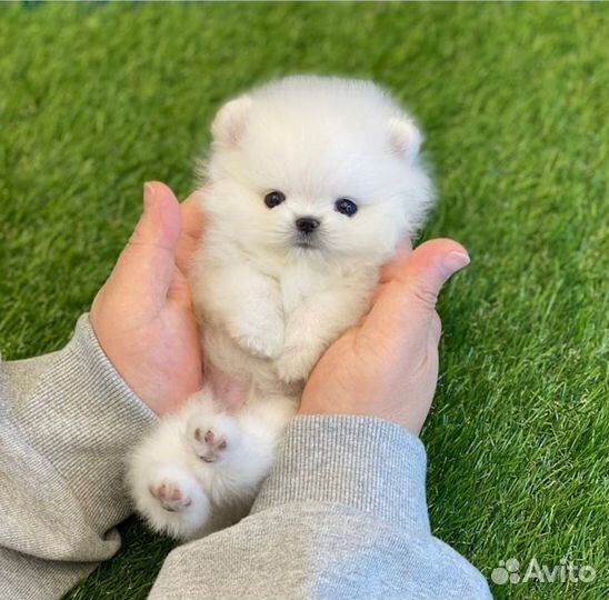 Шпиц миниатюра малыши померанцы тип мишка