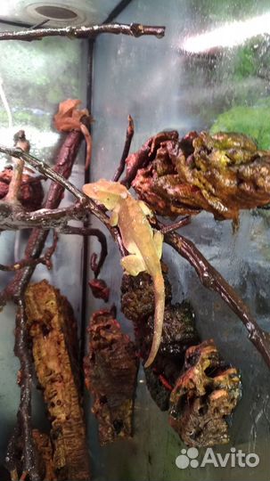 Терр.60*55*80(выс.) /пара Hemidactylus tried/дети