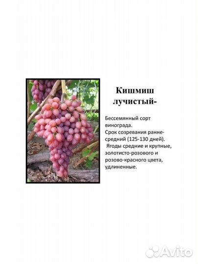 Саженцы винограда из Молдавии