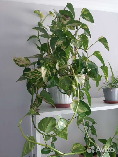 Сциндапсус золотистый