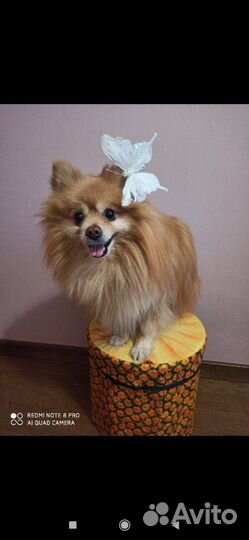 Шпиц для вязки