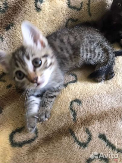 Кошки в добрые руки бесплатно