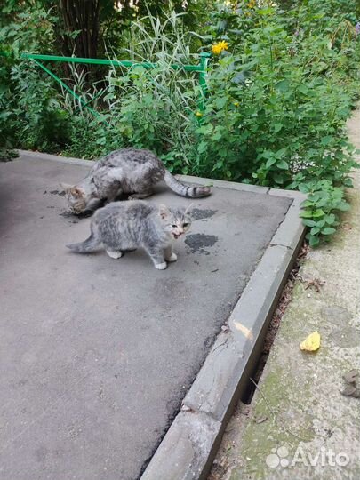 Котёнок(кошечка) в добрые руки