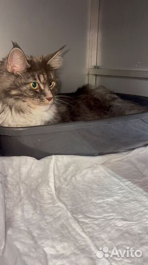 Зоогостиница для кошек