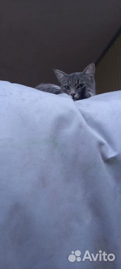 Котики бесплатно
