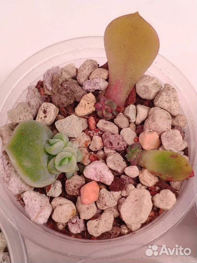 Суккуленты