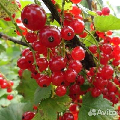 Красная смородина саженцы