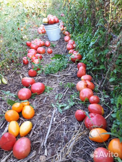 Помидоры, огурцы,картофель,чеснок,куриные яйца