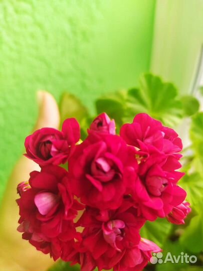 Пеларгония Розебудная герань