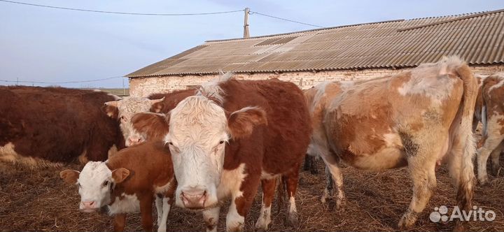 Телки герефорд