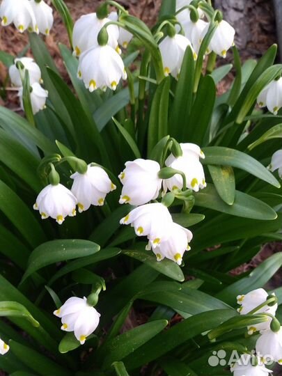 Многолетние садовые цветы