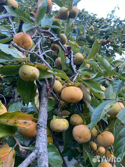 Хурма королек