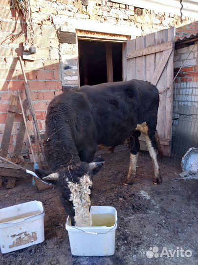 Быки на мясо