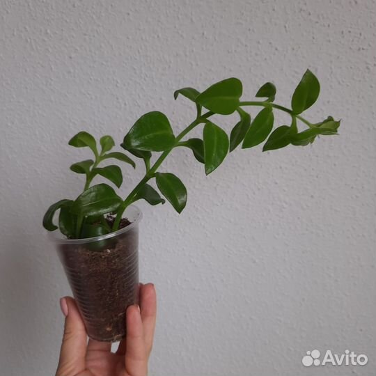 Комнатные цветы Аптения