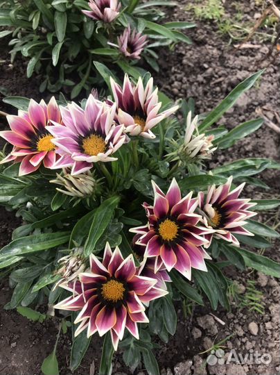 Семена цветов однолетники